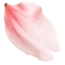 花びらの装飾