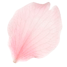 花びらの装飾