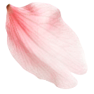花びらの装飾