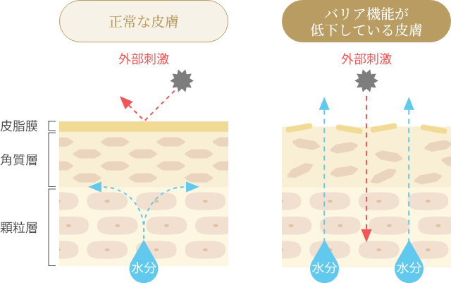 肌機能