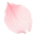 花びら