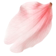 花びらの装飾
