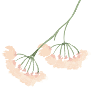 花のイラスト