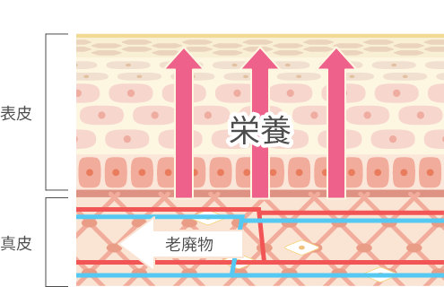 美容鍼灸で起こる変化